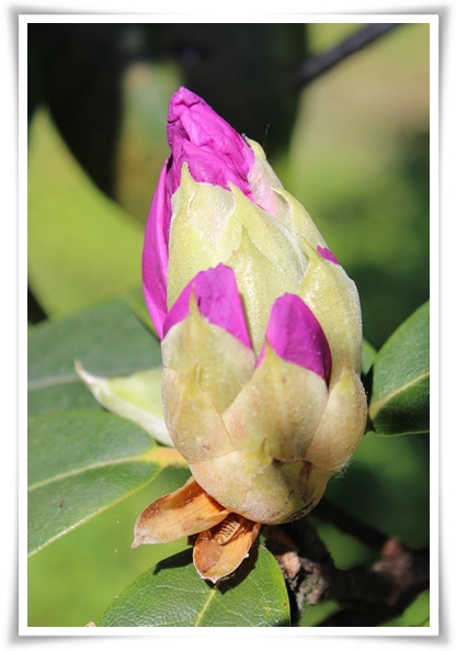 "진달래꽃" 나보기가 역겨워 가실 때에는 ... 봄을 알리는 분홍빛 향연!