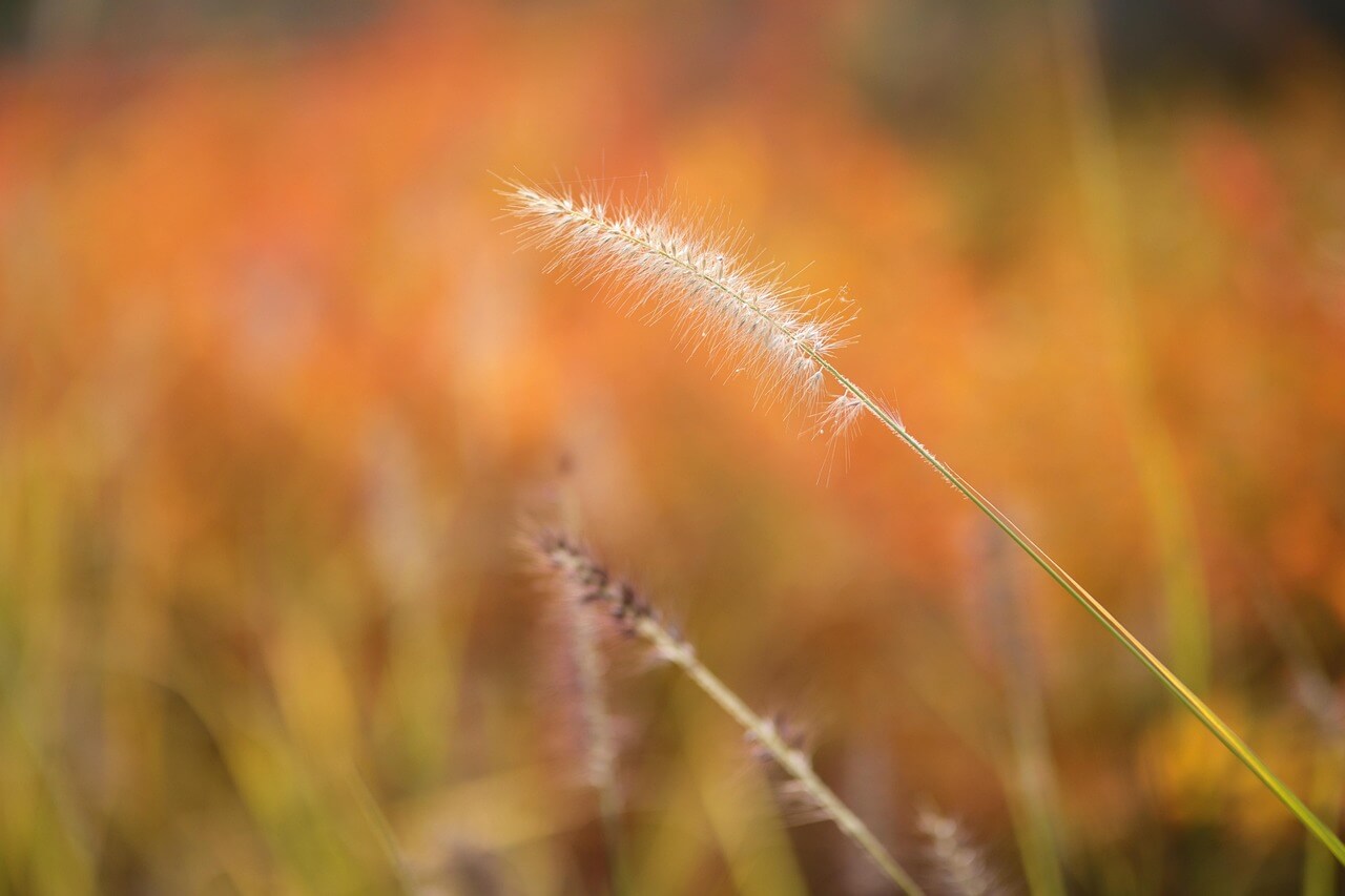 평택 원평나루 억새축제