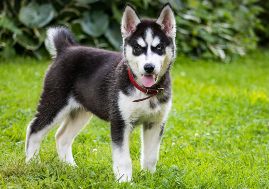공원을 산책하는 강아지 이미지