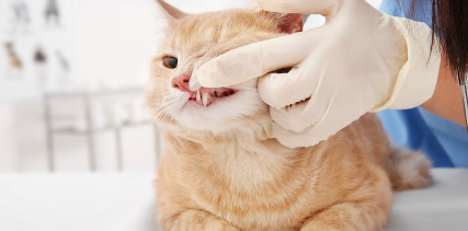 병원에서 입안을 체크하고 있는 고양이.