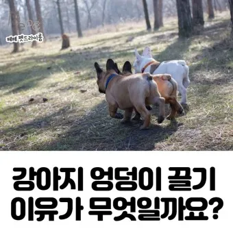 강아지 엉덩이 들이미는 이유 애정표현인지_25