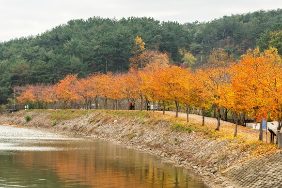 부산단풍