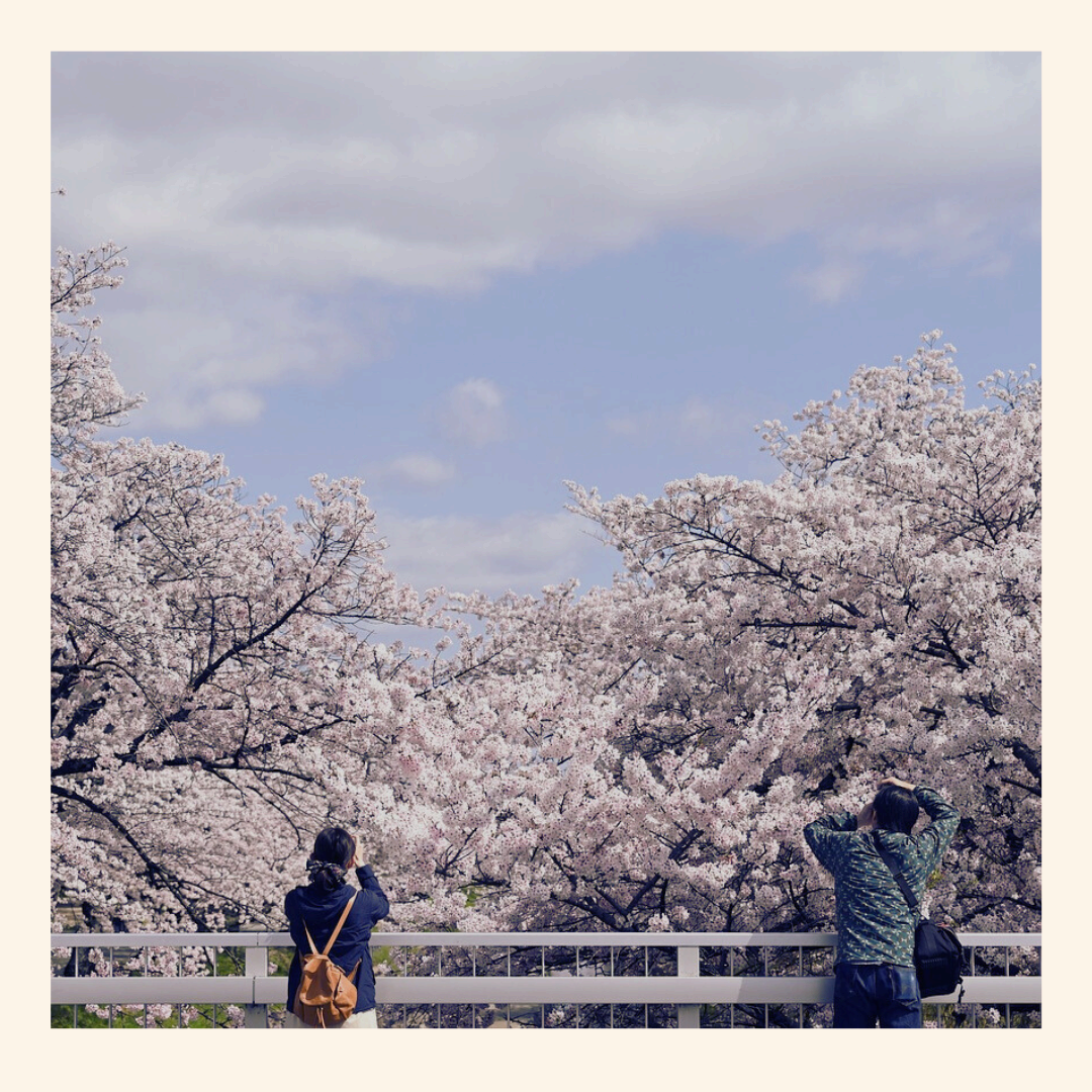 "2025 전국 벚꽃 명소 추천! 드라이브 코스,사진 명소, 맛집까지 총정리"