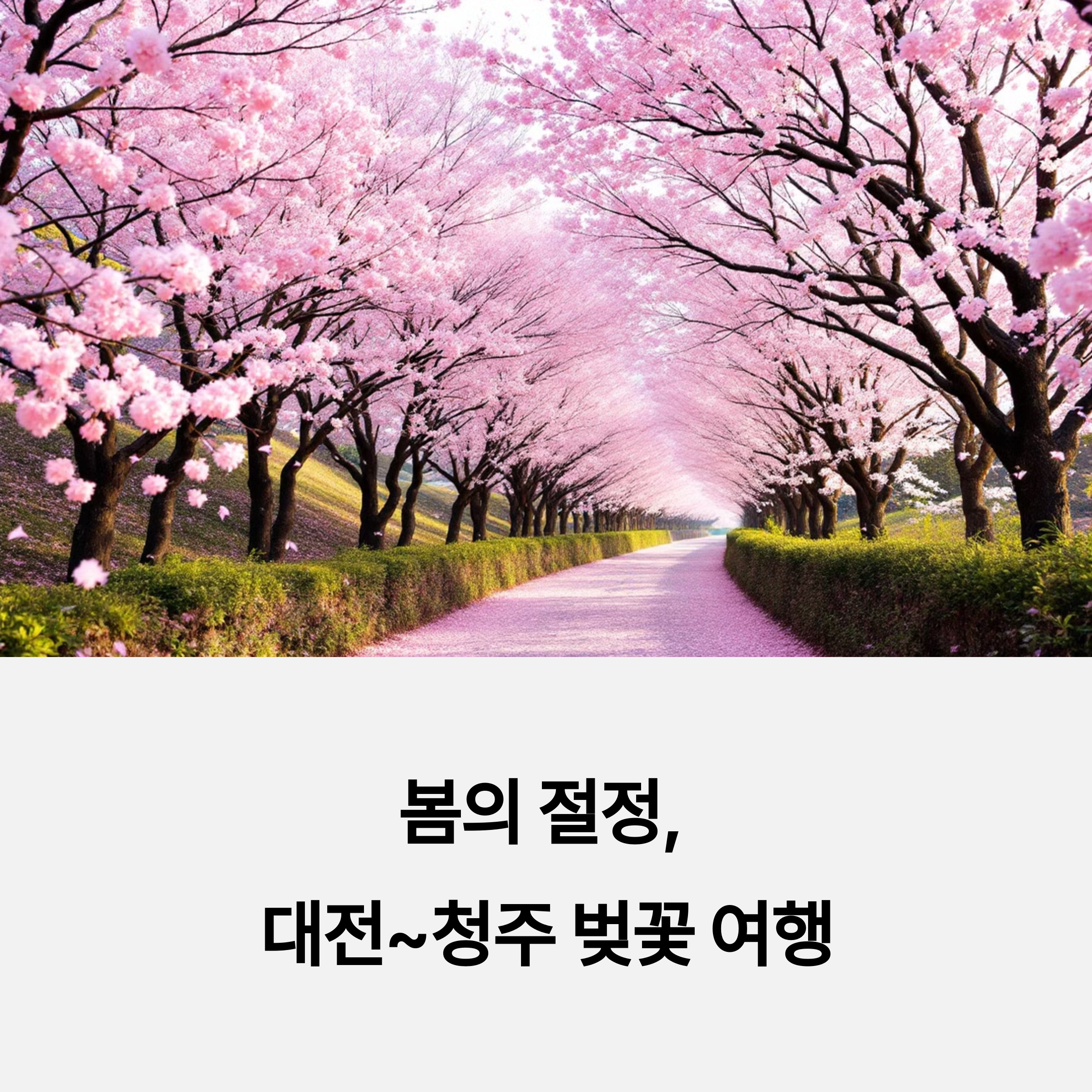 벚꽃여행, 대청호벚꽃길, 청주무심천, 봄축제, 1박2일여행, 봄꽃드라이브