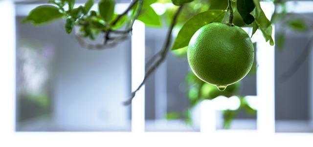 탱자 효능 부작용