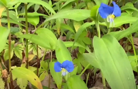 달개비가 피어있는 모습
