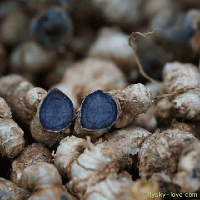 파비플로라, 흑생강 효능