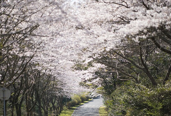 한라산 벚꽃숲