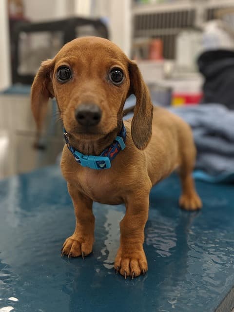 canine atopic dermatitis