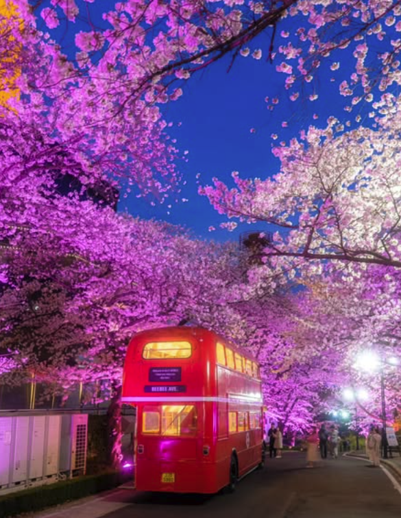 대구 이월드 벚꽃 축제