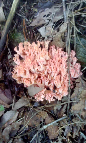 싸리버섯 효능 종류 채취시기 제철 손질법 요리법싸리 보관방법 정리_10