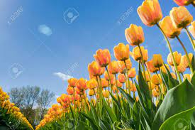 에버랜드 산리오 튤립가든 축제 기본 정보