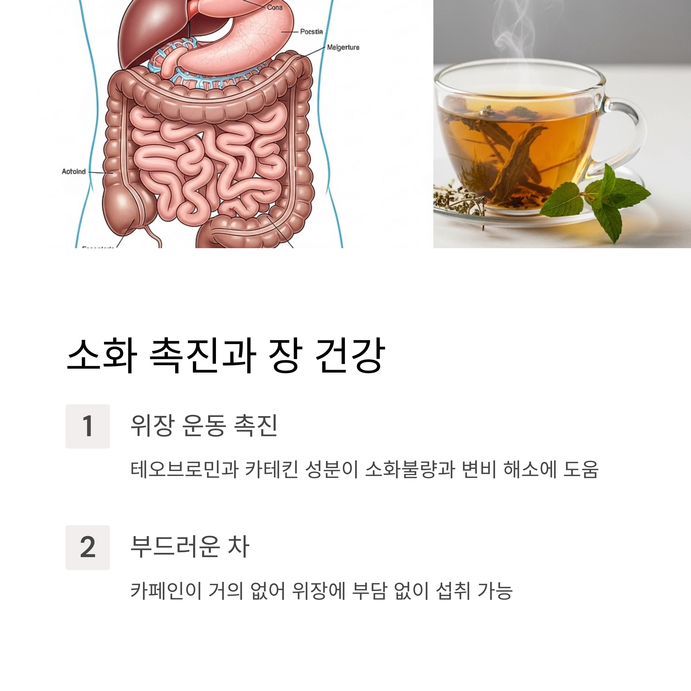 소화 촉진과 장 건강