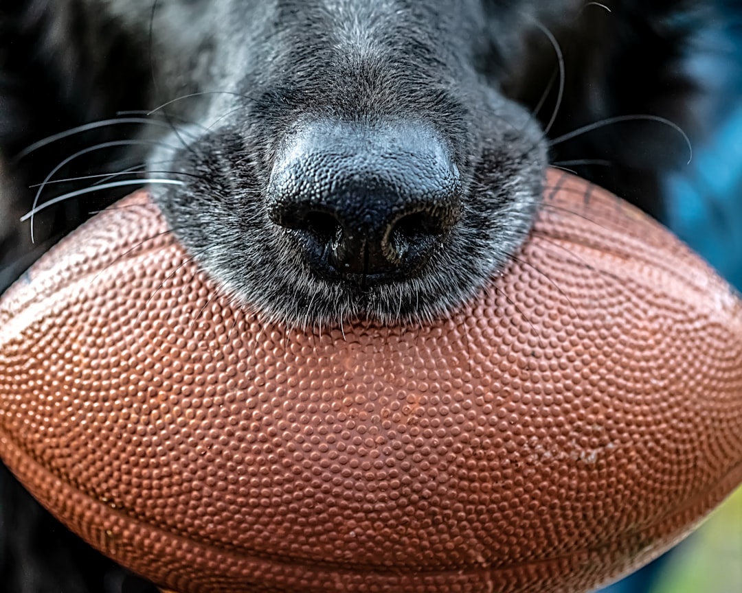 Dog bowl.