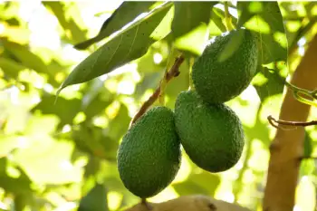 아보카도 효능 및 영양소, 먹는 방법