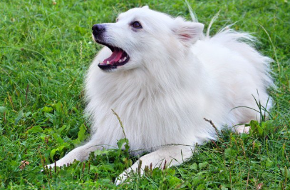 입을 벌리는 저먼 미텔 스피츠.