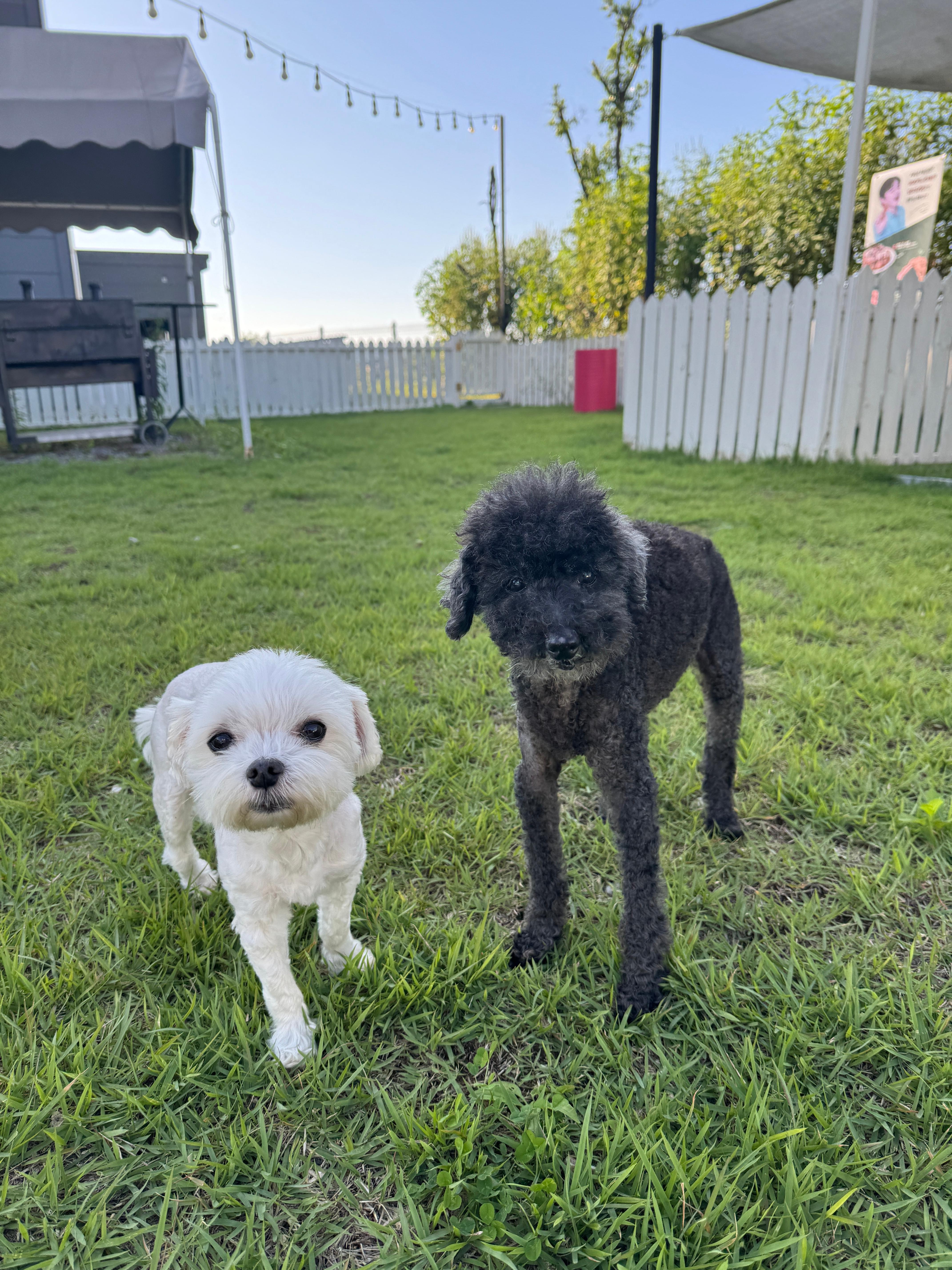 풀멍파크 잔디밭 위에 서 있는 강아지