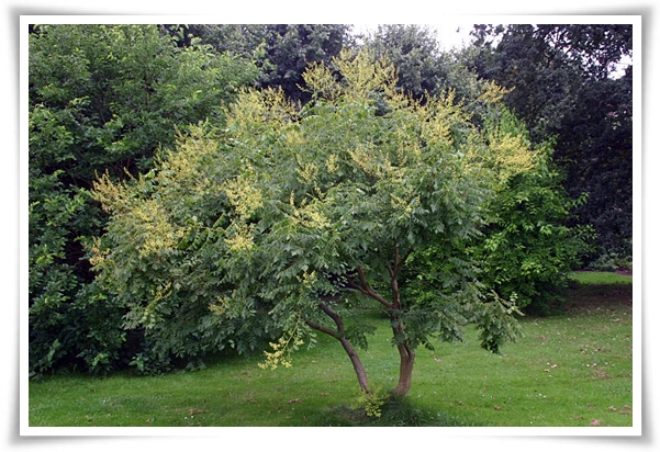 화초 "모감주나무" 황금빛 비를 내리는 신비로운, 꽃보다 열매가 예쁜 나무!