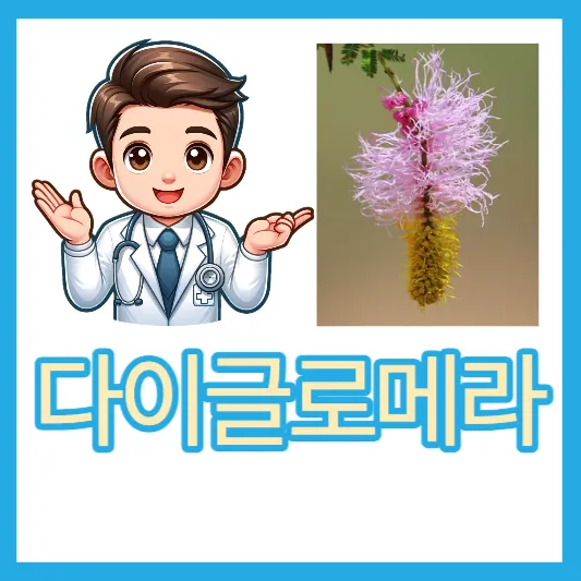 다이글로메라 효능 다이어트 신소재 성분 다이글로메라&#44; 제품 선택방법