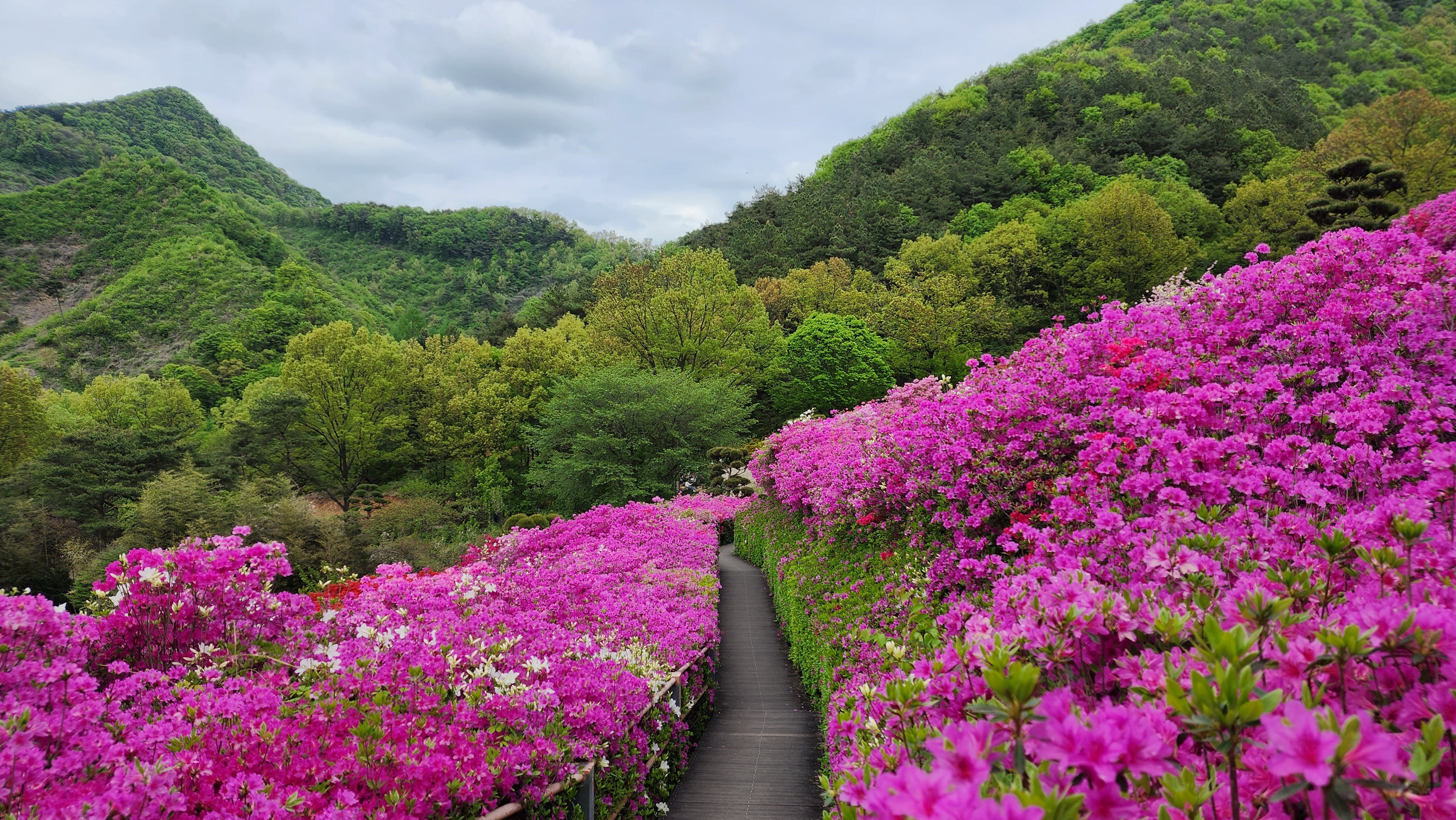 춘산리 화산꽃동산