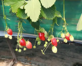 논산딸기축제_25