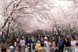  주산벚꽃축제 기본일정과 프로그램 소개