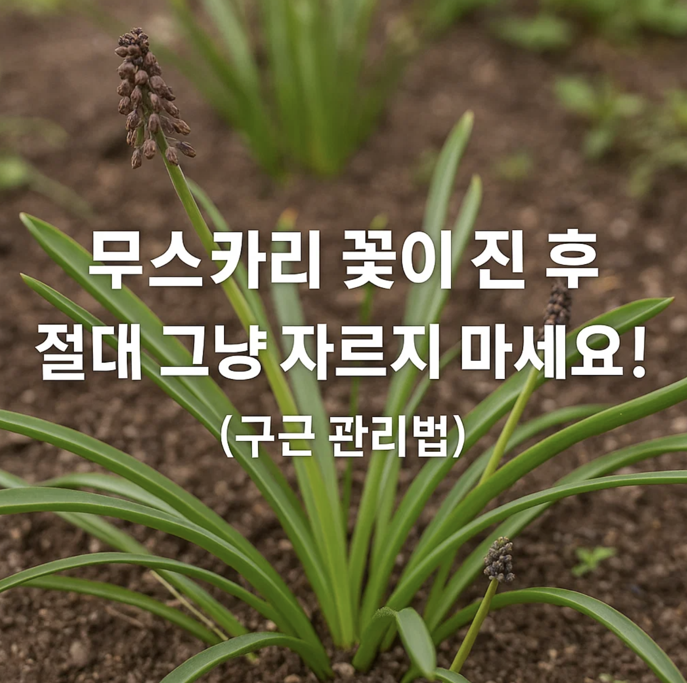무스카리 꽃이 진 후, 절대 그냥 자르지 마세요! (구근 관리법)