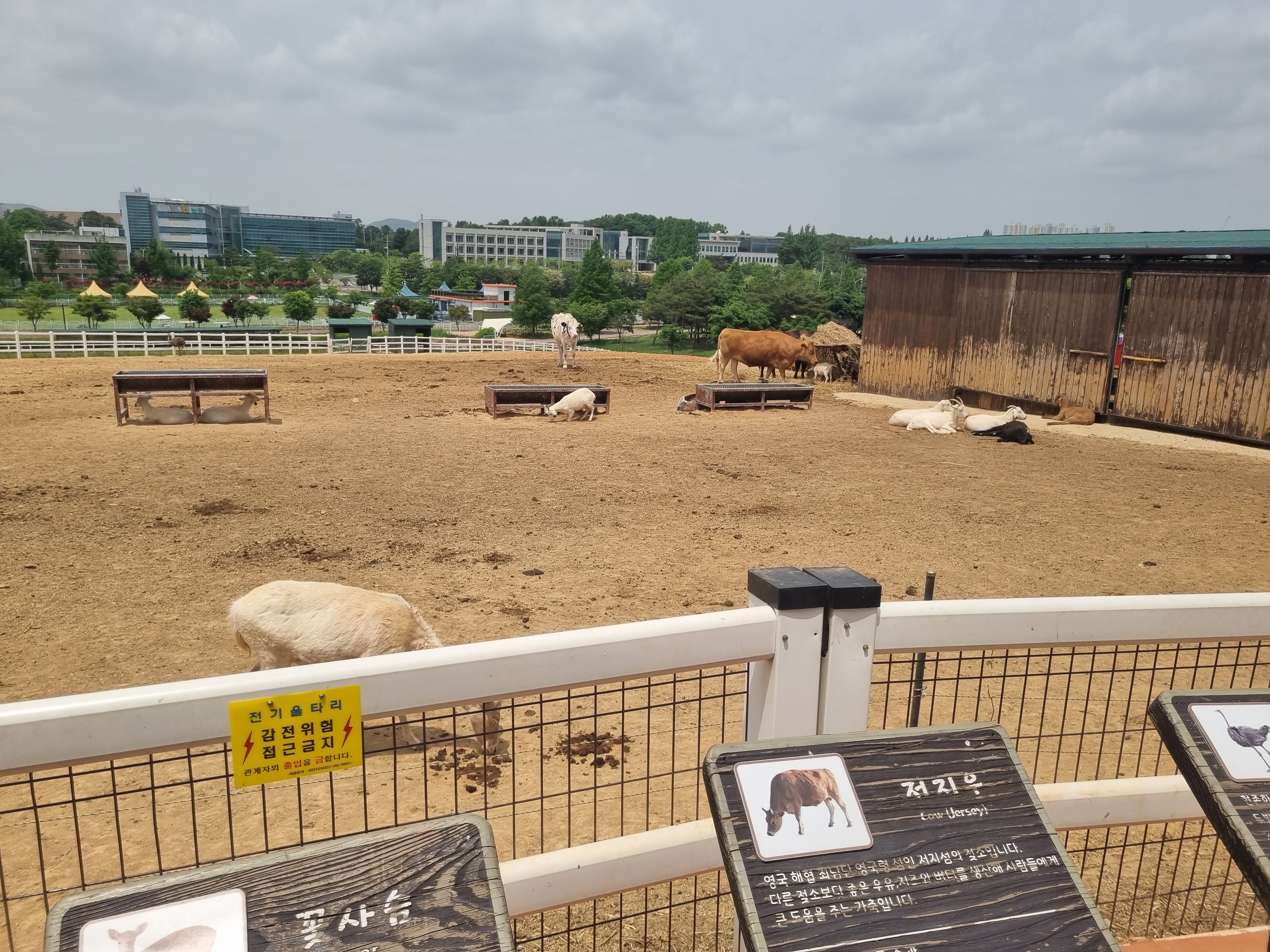 안성팜랜드 호밀밭