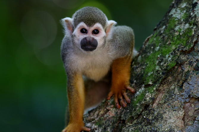 23년 원숭이띠 운세