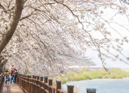 지리산 벚꽃