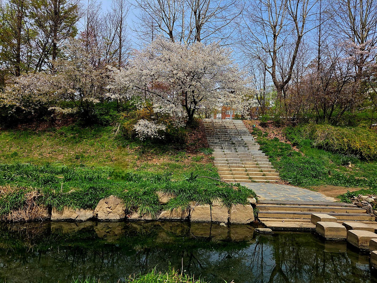 인천 벚꽃 명소 굴포천: 청리단길 꼭 가봐야 할 사계절 감성 산책로