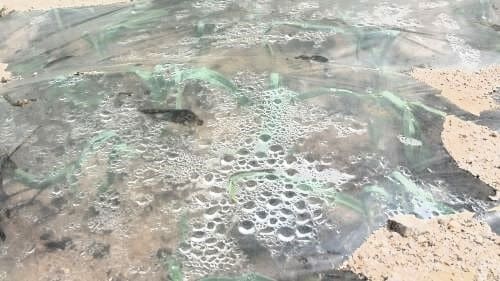 마늘-재배관리-재배밭-비닐멀칭-벗기기