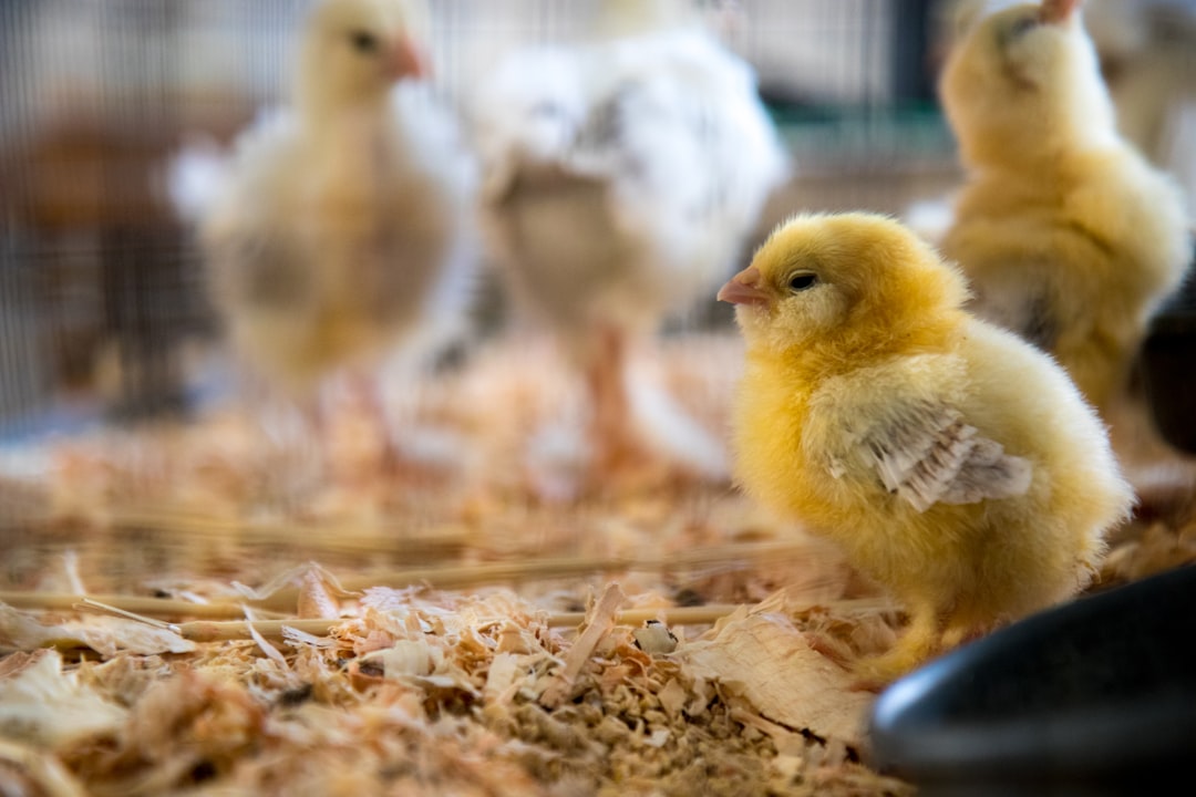 Livestock