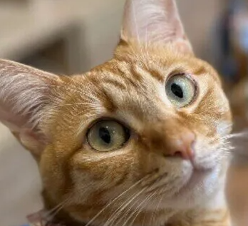 고양이는 스트레스를 받기 쉽다? 흔한 스트레스 상황 4가지