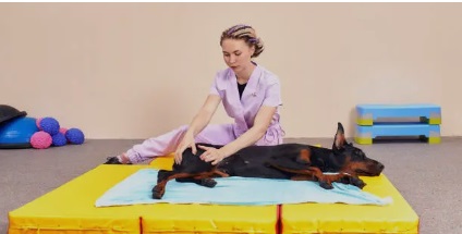 동물물리치료사 관련 사진