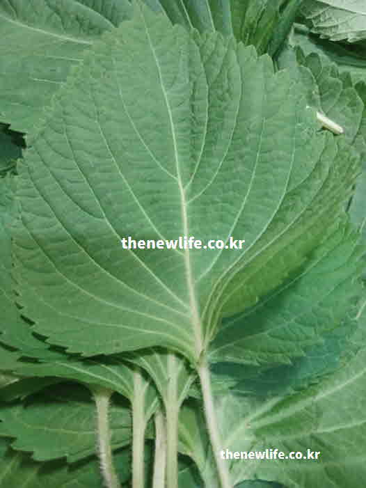 깻잎 효능 제철 요리
