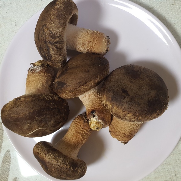 송화버섯한접시