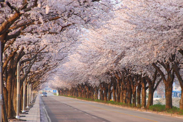 양양에 위치한 남대천 벚꽃드라이브길