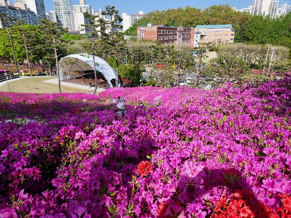 2023군포철쭉축제 꽃사진