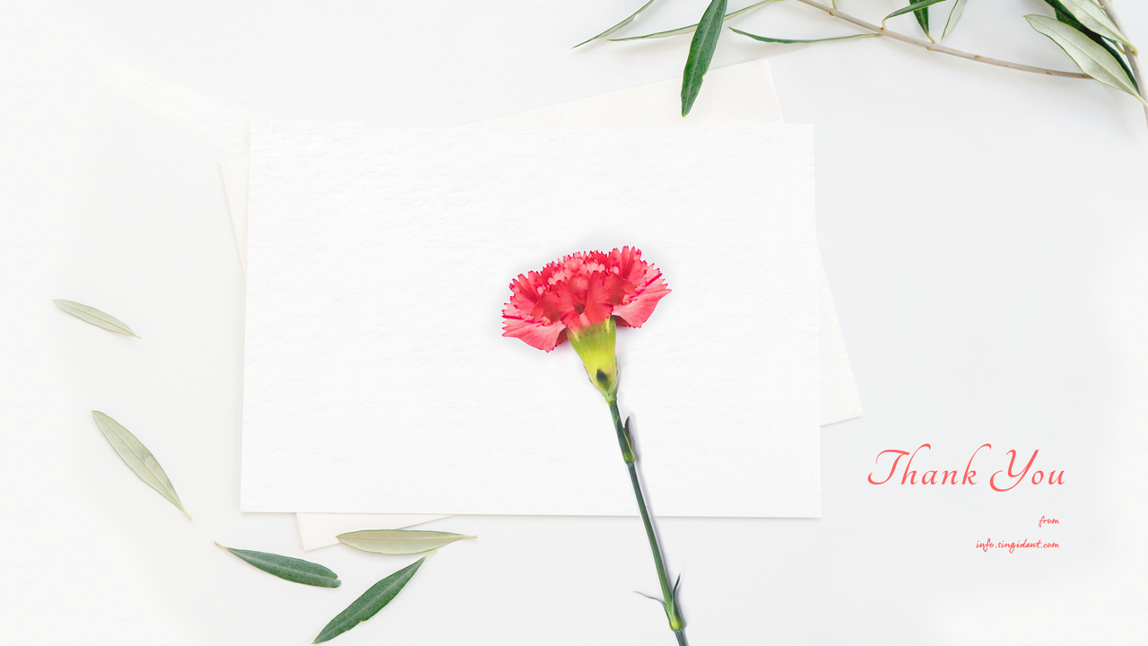 05 카네이션 C - Thank You 꽃배경화면