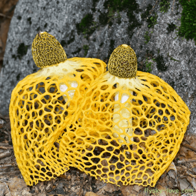 버섯의 여왕 노랑망태버섯