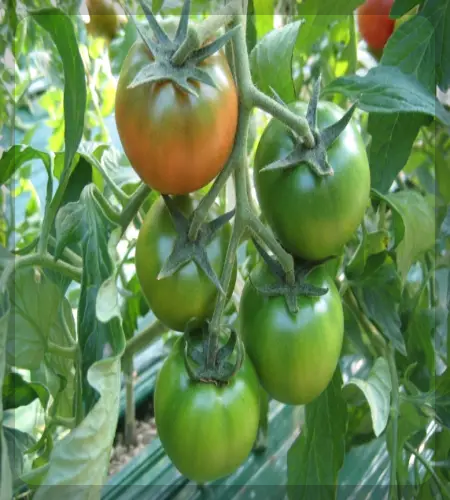 대저토마토축제_1