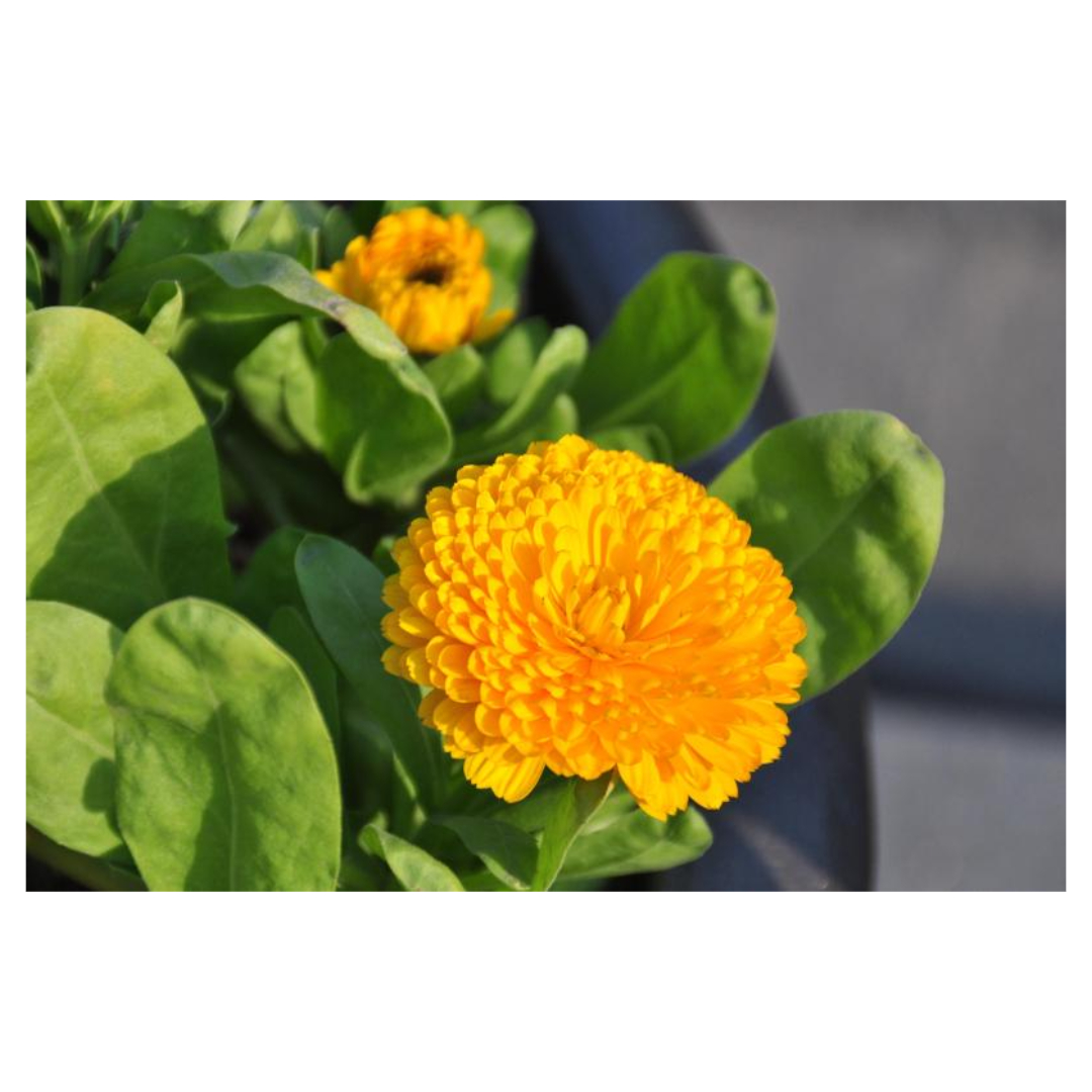 맥문동과 관련된 사진입니다.