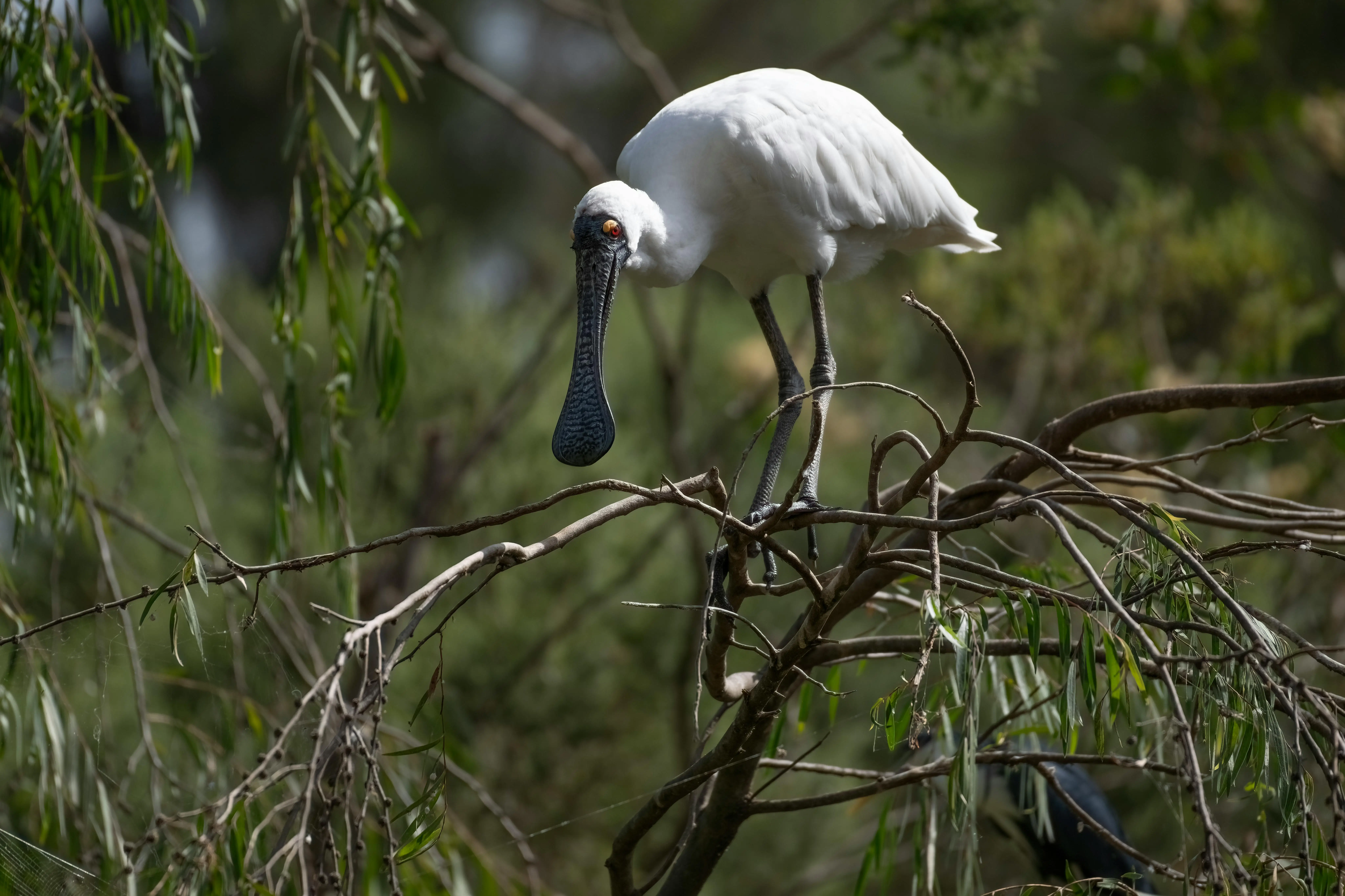 가지 위에 서 있는 저어새의 모습
