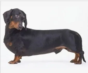 닥스훈트 순종 가격 성격 분양가격 장단점_7