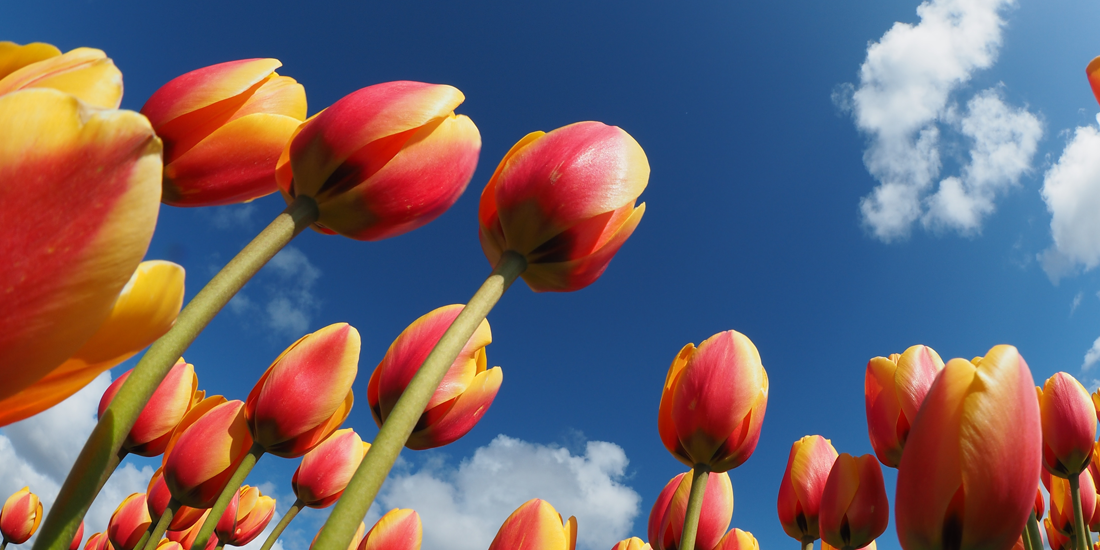 태안 튤립축제 기간, 입장료, 여행코스, 맛집 총정리