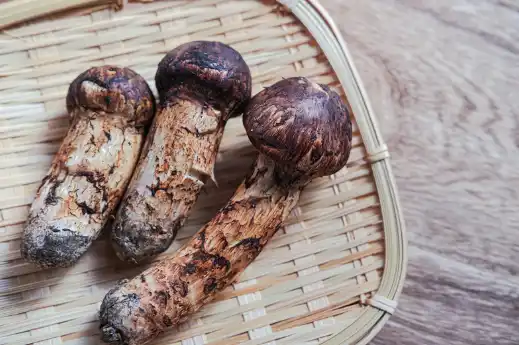 송이버섯 가격 및 효능 효과 먹는방법