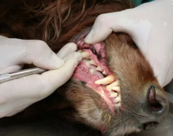 강아지 치주염 증상? 예방 및 관리 안 하면 생기는 일..