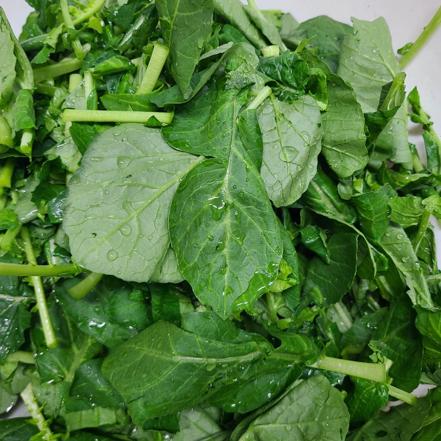 열무물김치 열무다듬기 열무손질 열무김치절이기 열무 절이기 열무 얼갈이 절이기