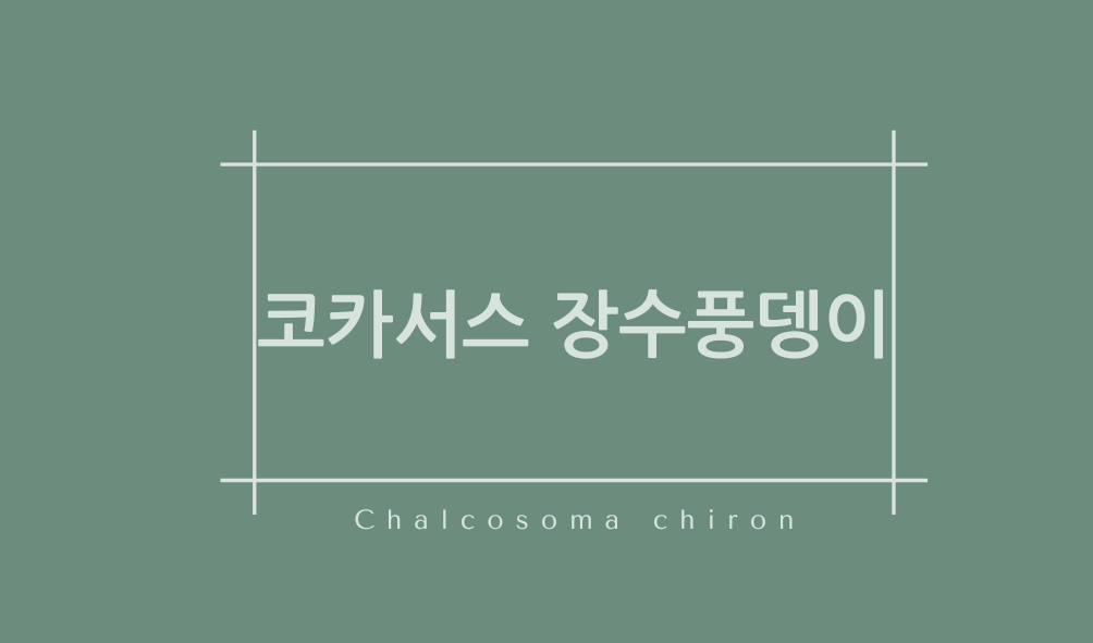 코카서스 장수풍뎅이(Chalcosoma chiron)